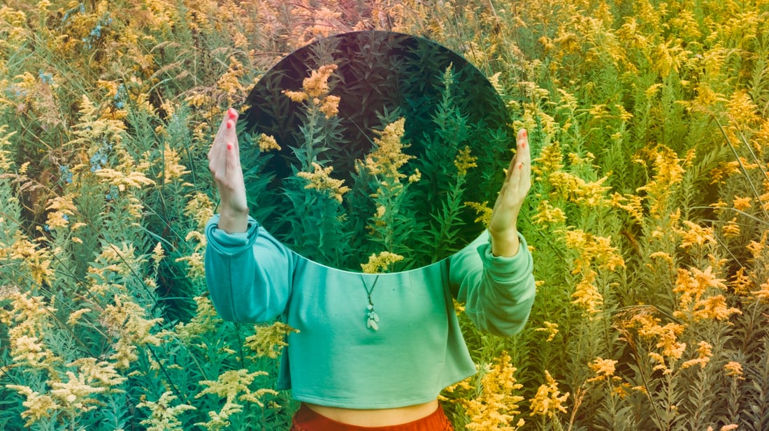 Everything You Need to Know About Damiana Blog Psychedelic Water