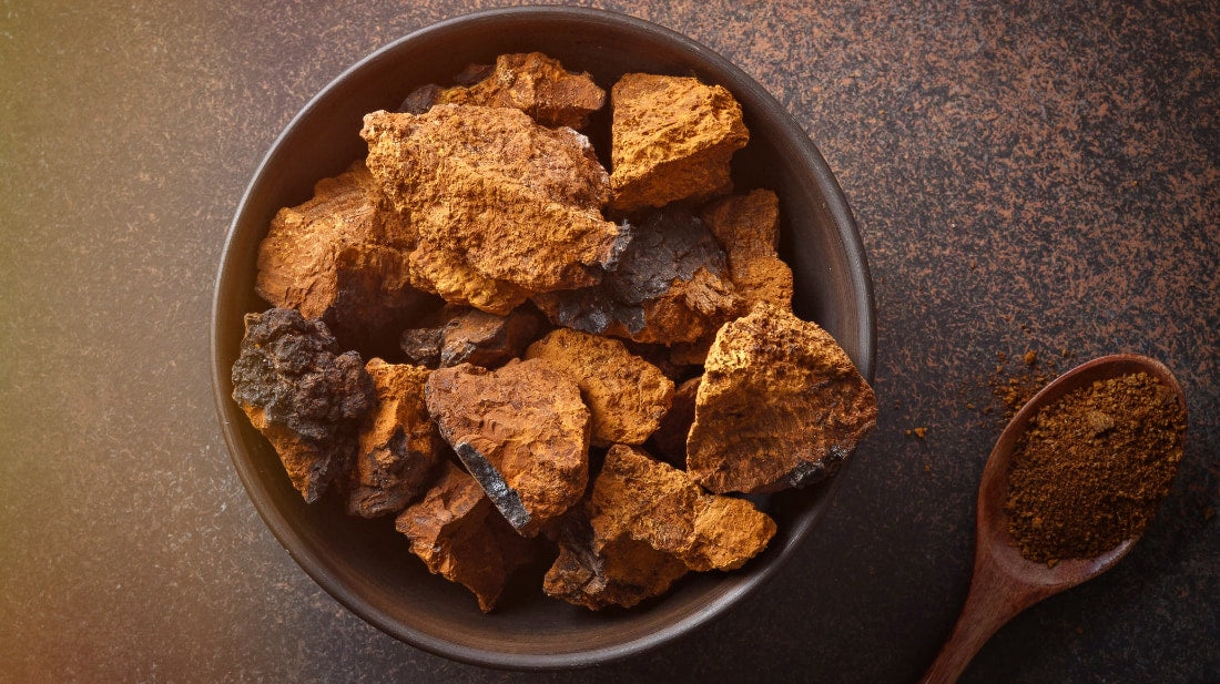 Chaga Mushroom (Inonotus Obliquus)