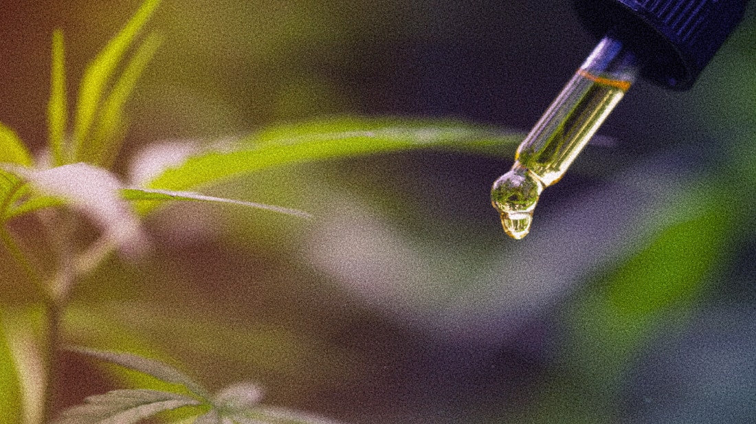 Kava vs CBD