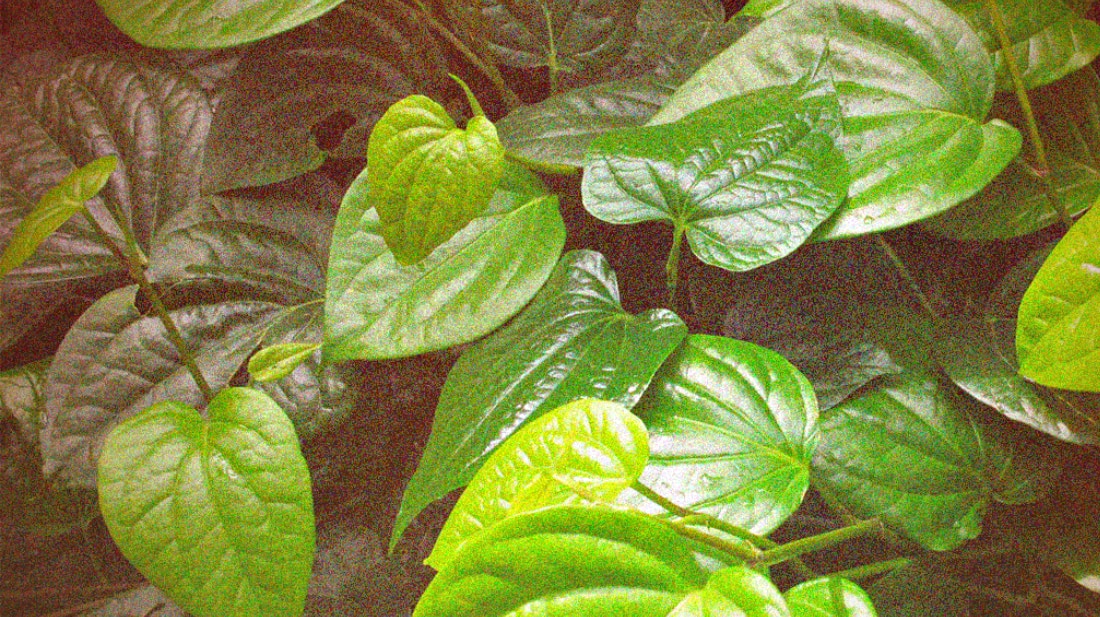 Ways to Consume Kava