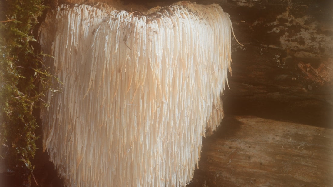 The Magic of Lion's Mane